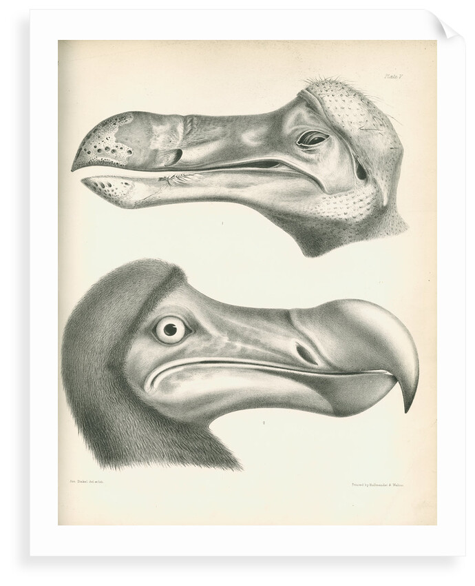 Two studies of a Dodo head by Joseph Dinkel