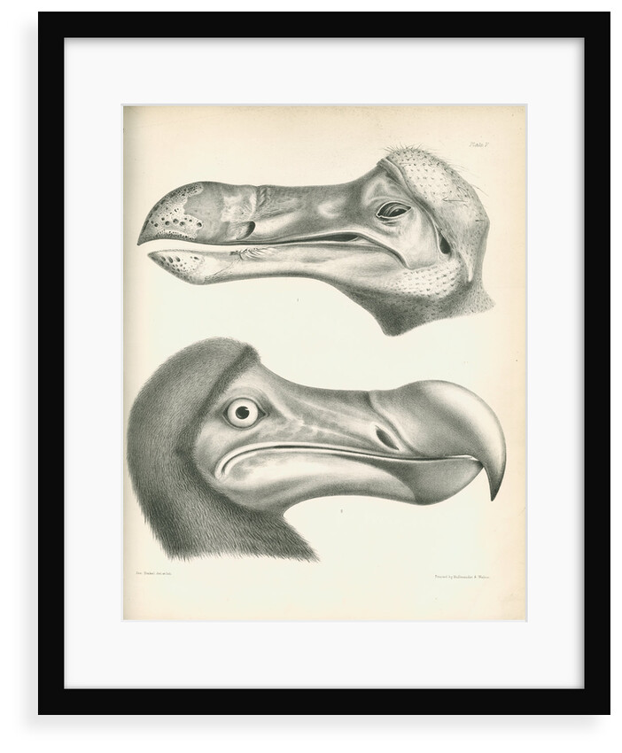 Two studies of a Dodo head by Joseph Dinkel