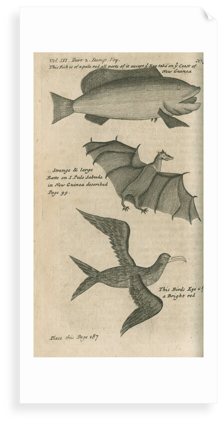 Animals of New Guinea observed by William Dampier (1651-1715) by Anonymous