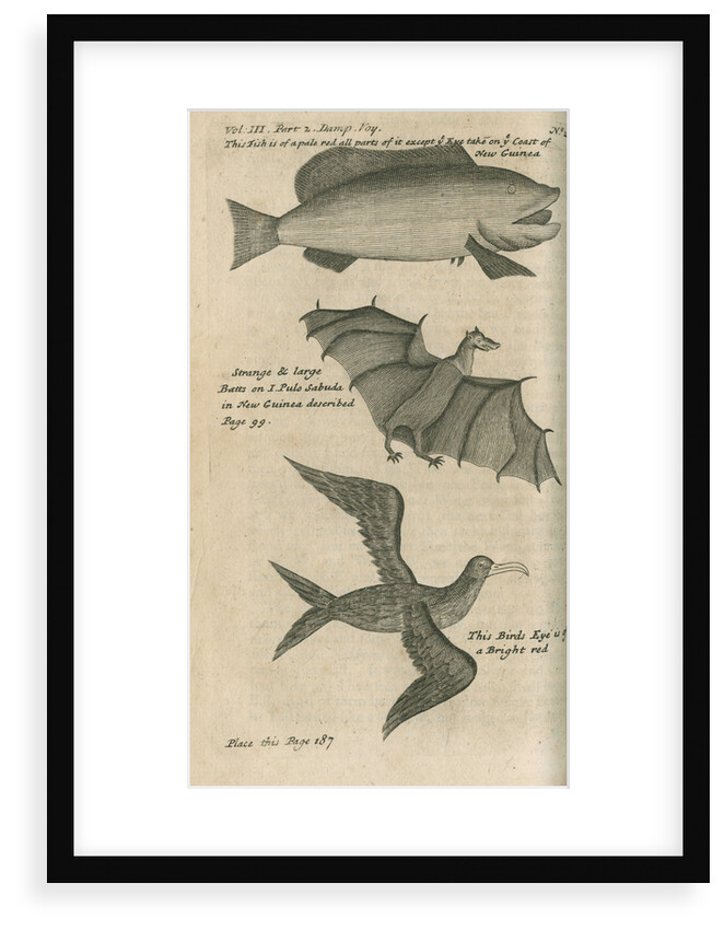 Animals of New Guinea observed by William Dampier (1651-1715) by Anonymous