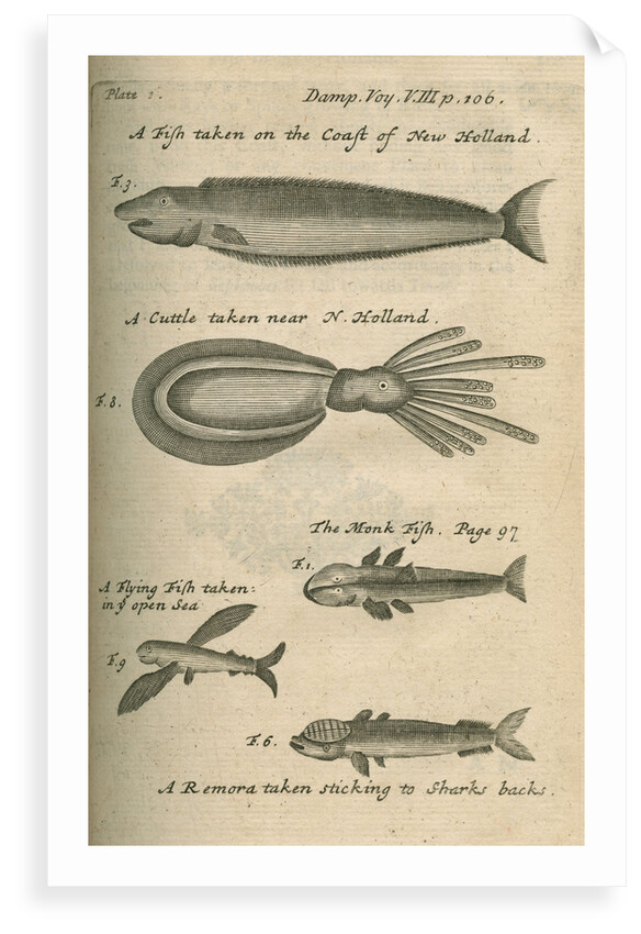 Marine life of Australia [New Holland] observed by William Dampier (1651-1715) by Anonymous