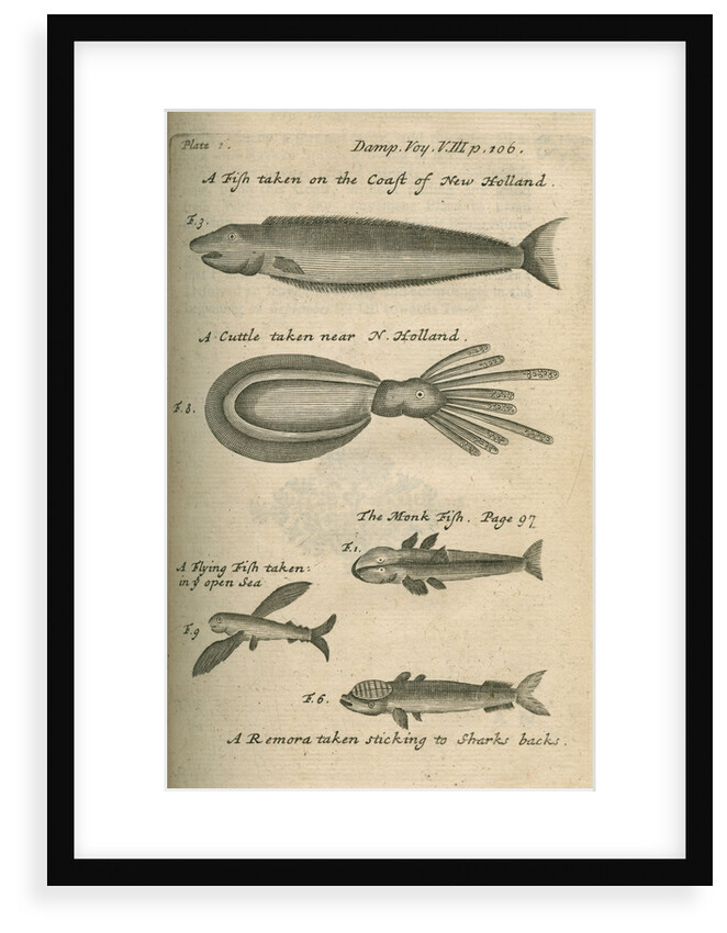 Marine life of Australia [New Holland] observed by William Dampier (1651-1715) by Anonymous