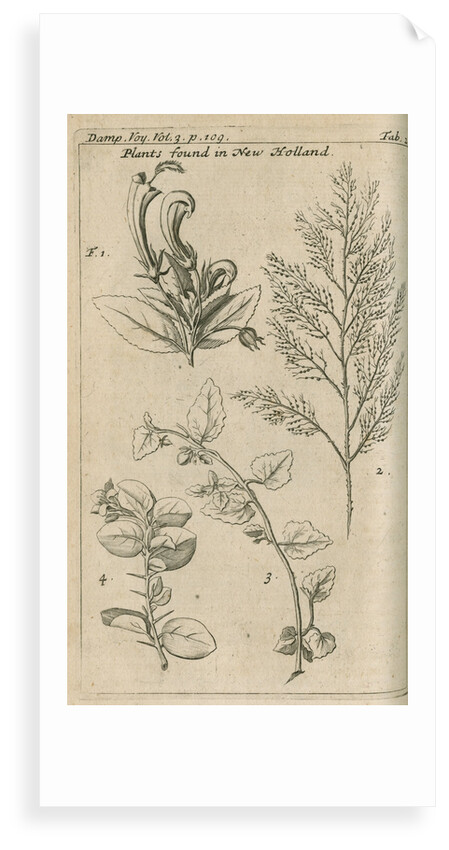 Plants of Australia [New Holland] observed by William Dampier (1651-1715) by Anonymous