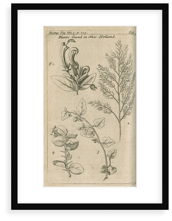 Plants of Australia [New Holland] observed by William Dampier (1651-1715) by Anonymous