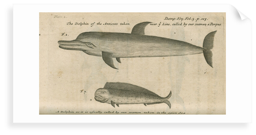 Marine life of Australia [New Holland] observed by William Dampier (1651-1715) by Anonymous