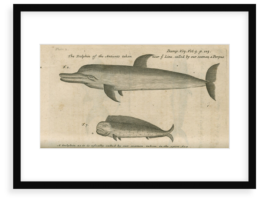 Marine life of Australia [New Holland] observed by William Dampier (1651-1715) by Anonymous