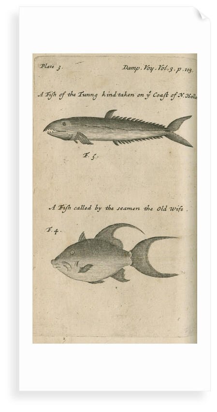 Marine life observed by William Dampier (1651-1715) by Anonymous