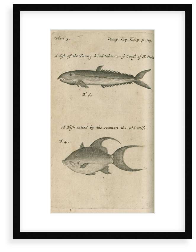Marine life observed by William Dampier (1651-1715) by Anonymous
