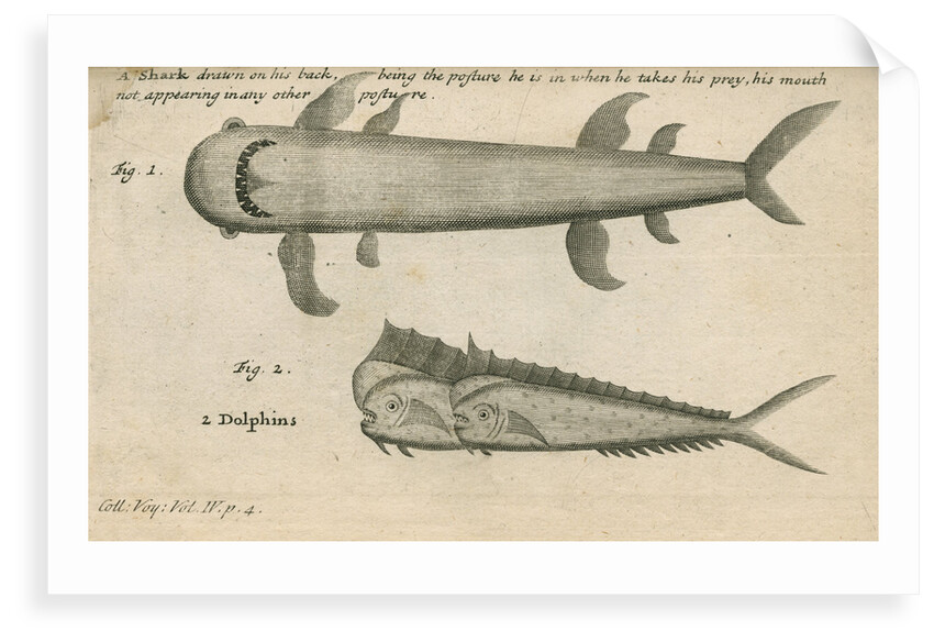 Marine life observed by William Funnell by Anonymous