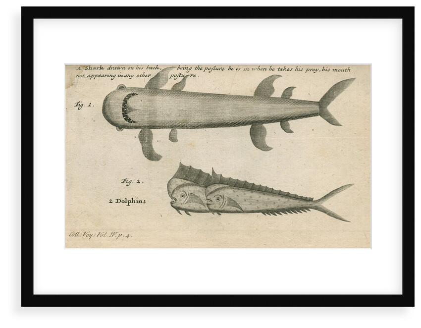 Marine life observed by William Funnell by Anonymous