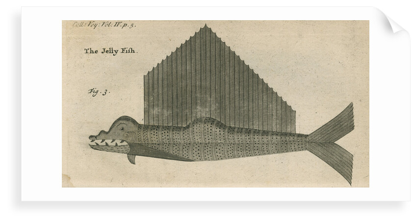 'The Jelly Fish', observed by William Funnell by Anonymous
