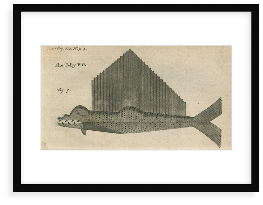 'The Jelly Fish', observed by William Funnell by Anonymous