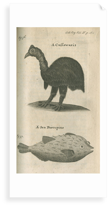 Cassowary and sea-porcupine fish observed by William Funnell by Anonymous