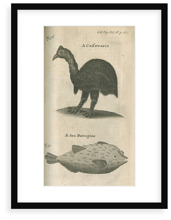 Cassowary and sea-porcupine fish observed by William Funnell by Anonymous