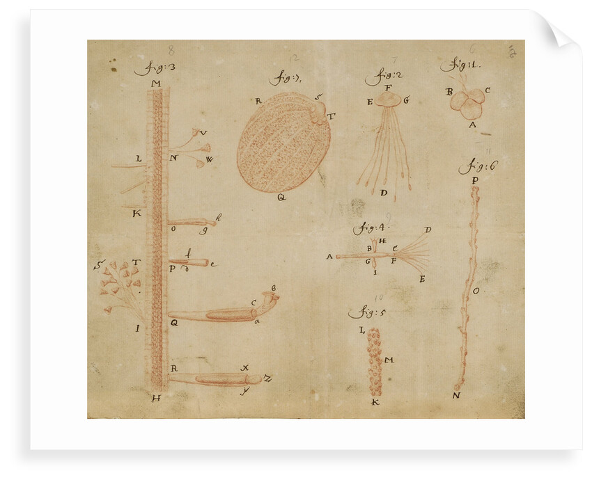 Microscopic views of duckweed and microorganisms by Antoni van Leeuwenhoek