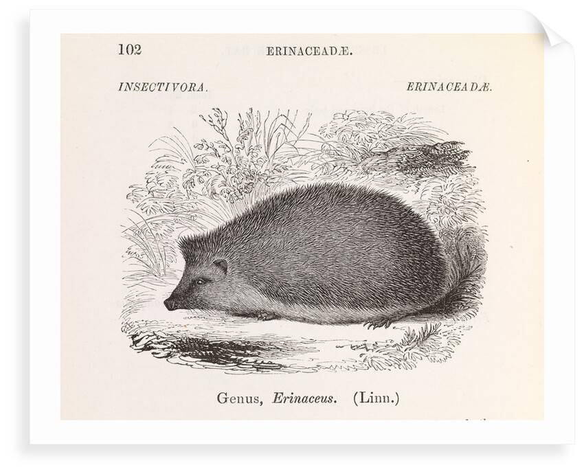 Hedgehog by Anonymous