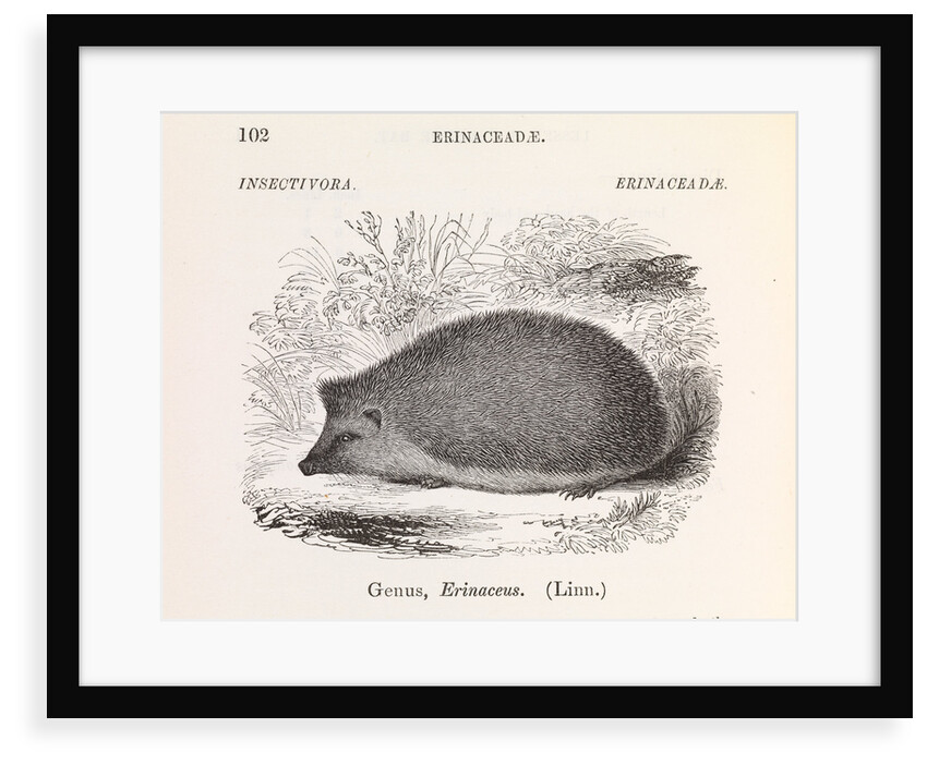 Hedgehog by Anonymous