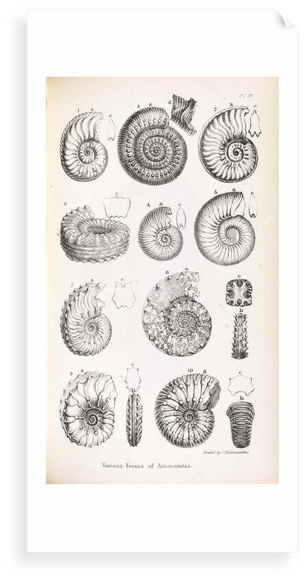 Various forms of ammonites by Edward Lear