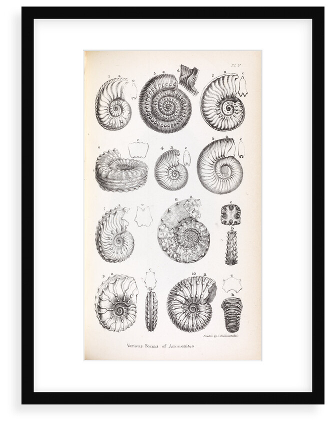 Various forms of ammonites by Edward Lear