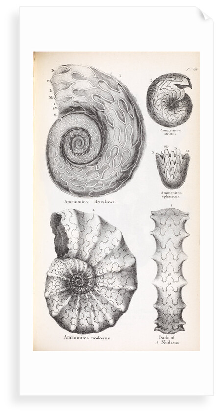Four genus of ammonite by Edward Lear