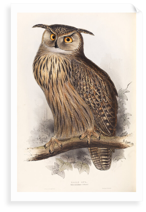 Eagle Owl by Edward Lear