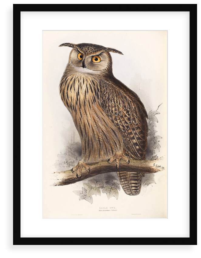 Eagle Owl by Edward Lear