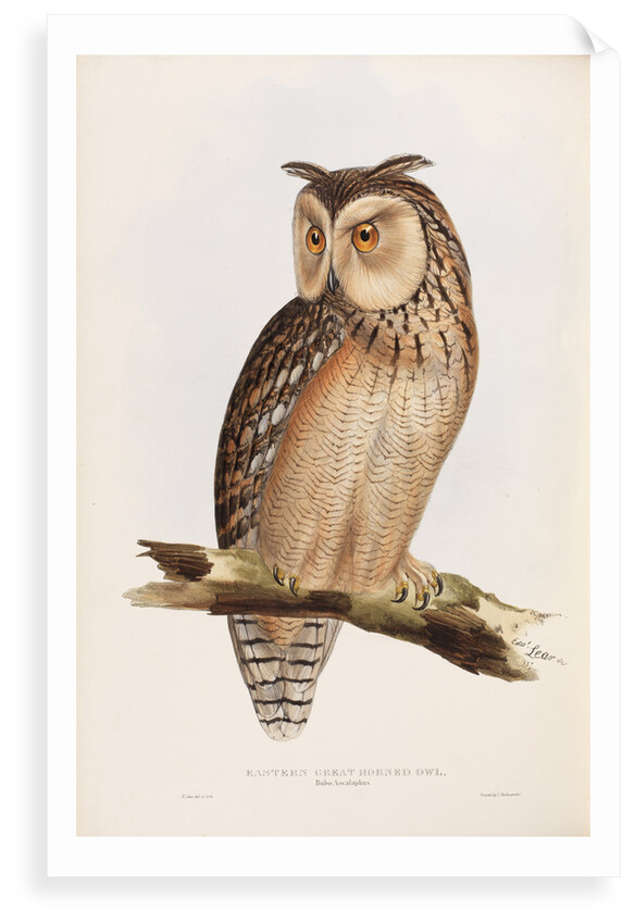 Eastern Great Horned Owl by Edward Lear