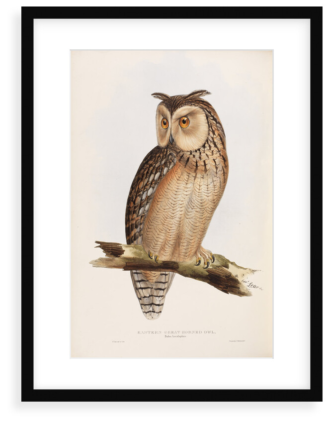 Eastern Great Horned Owl by Edward Lear