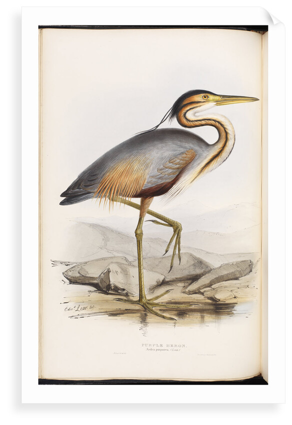 Purple Heron by Edward Lear