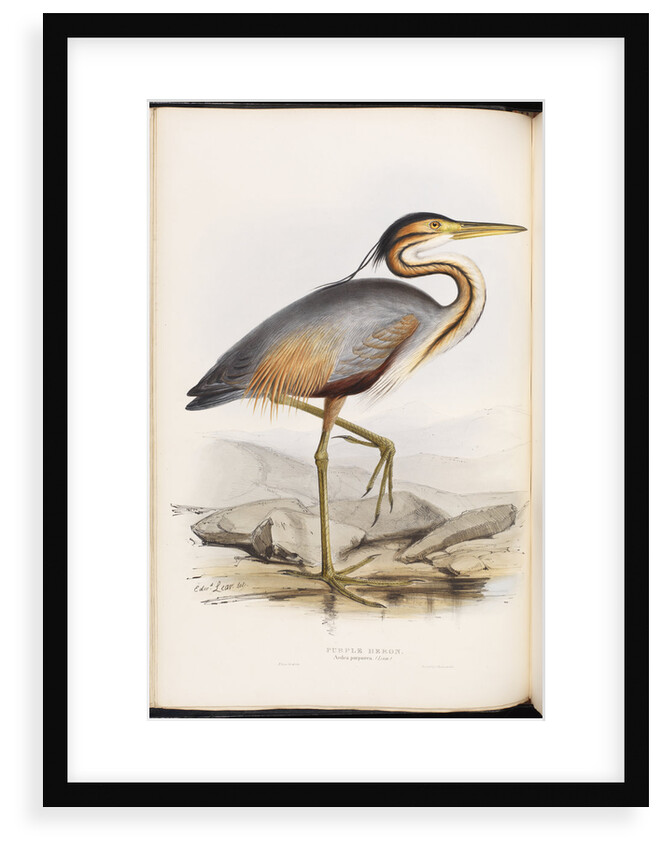 Purple Heron by Edward Lear