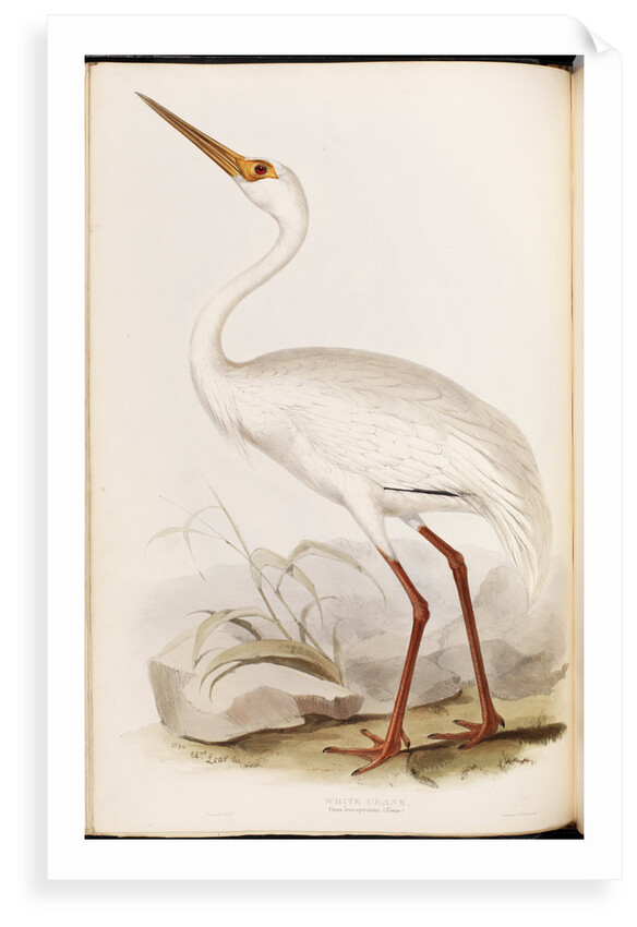 White Crane by Edward Lear