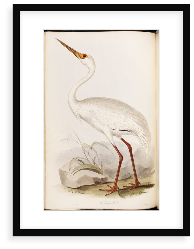 White Crane by Edward Lear