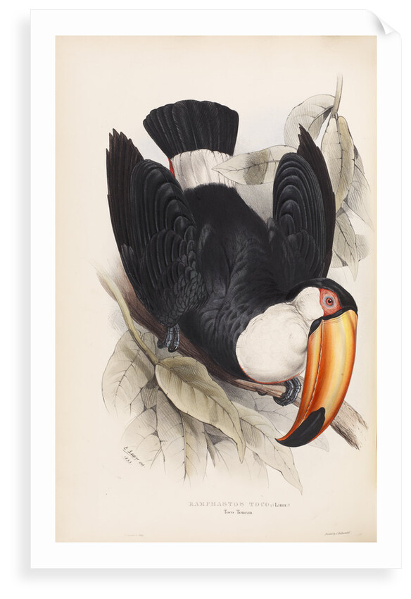 Toco Toucan by Edward Lear