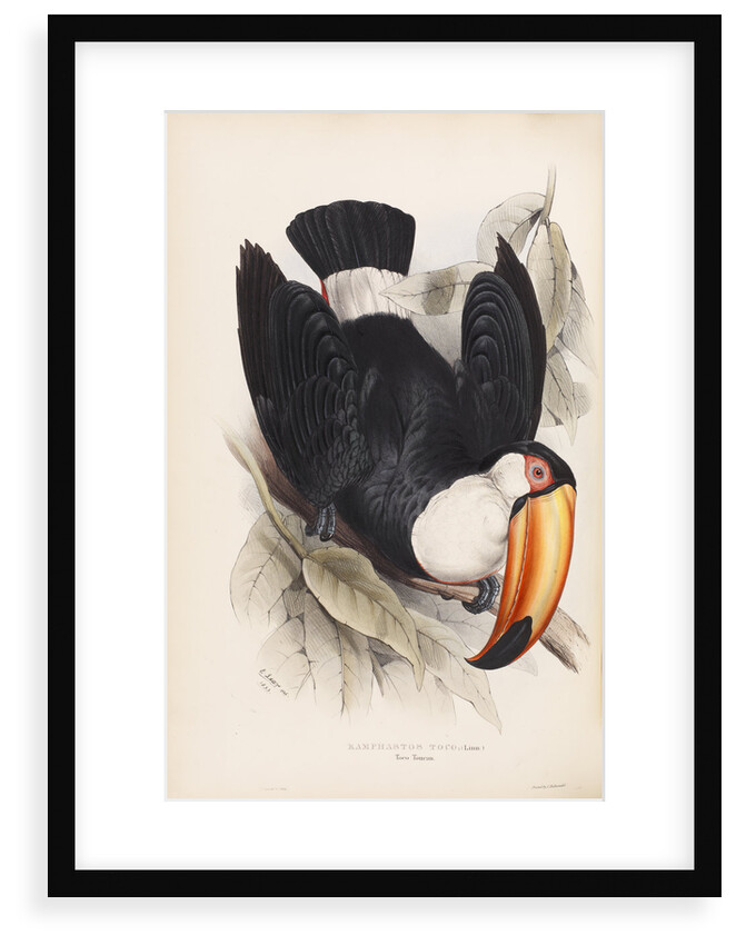 Toco Toucan by Edward Lear