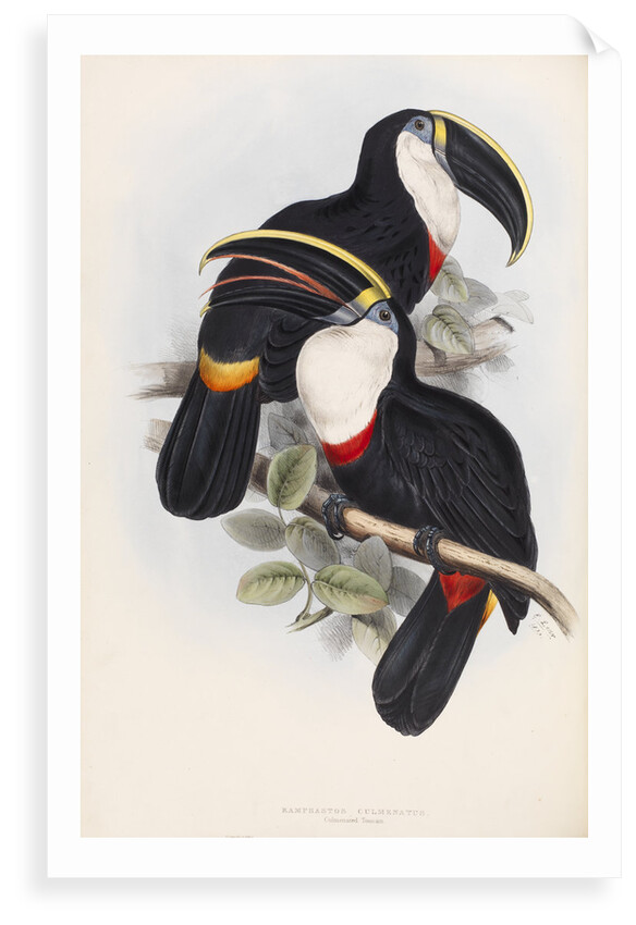 Culmenated Toucan by Edward Lear