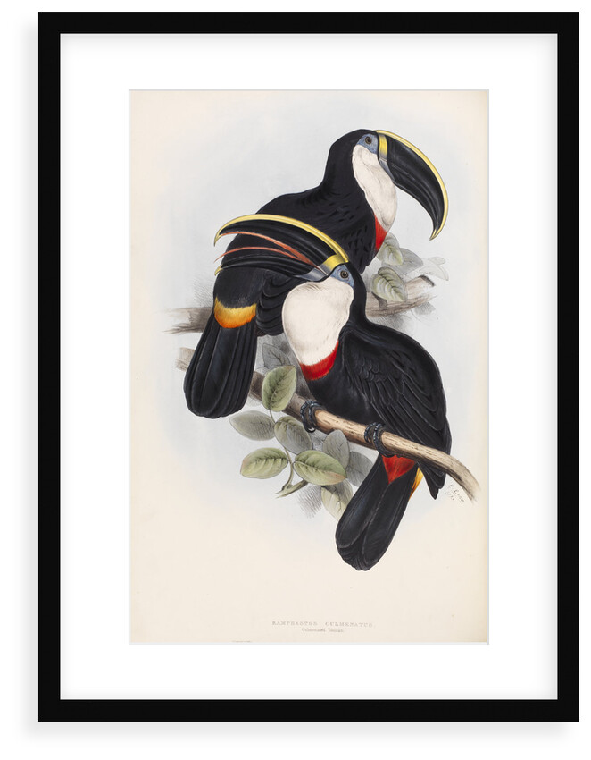 Culmenated Toucan by Edward Lear