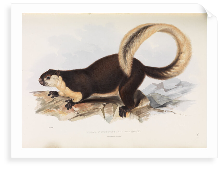 Malayan Giant Squirrel by I W Moore