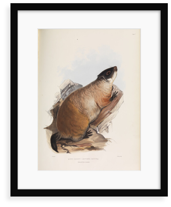 Quebec Marmot by I W Moore