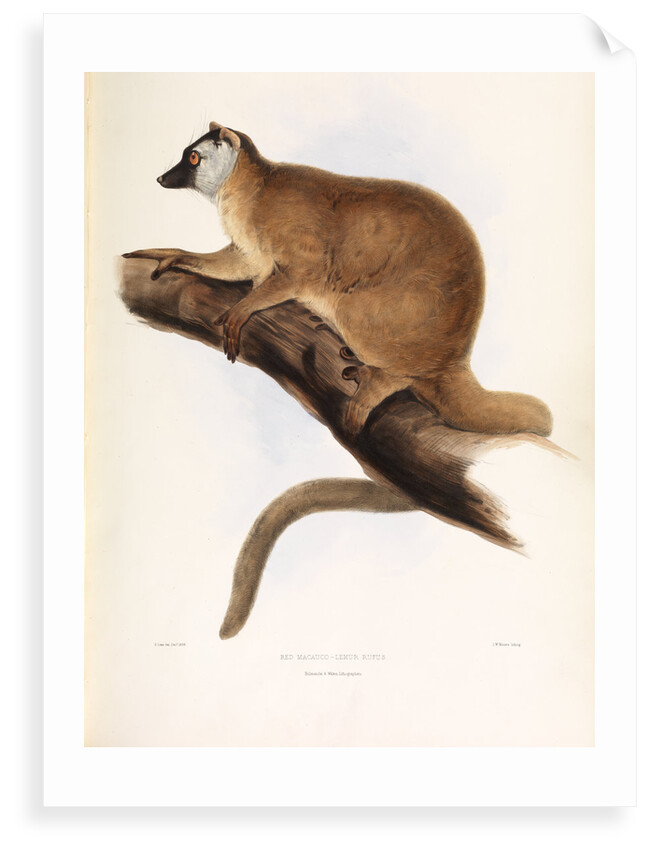 Red Macacuco [Red Lemur] by I W Moore