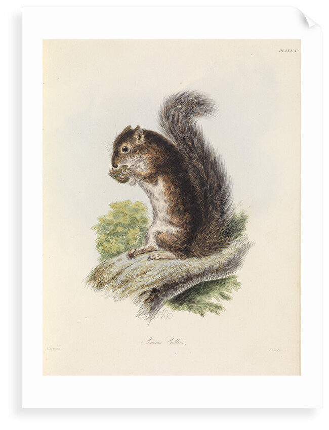 Mexican tree squirrel by Thomas Landseer
