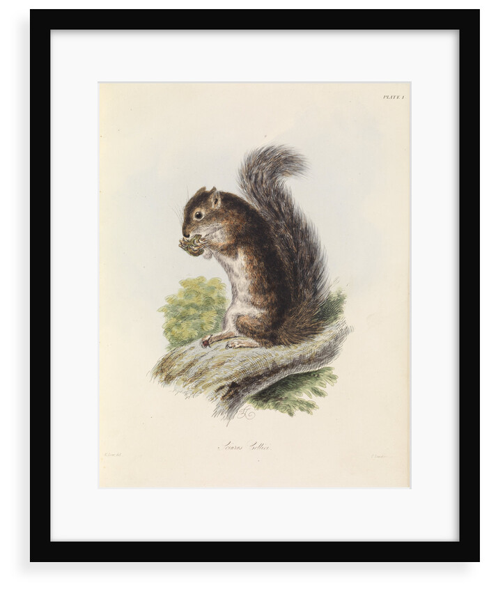 Mexican tree squirrel by Thomas Landseer