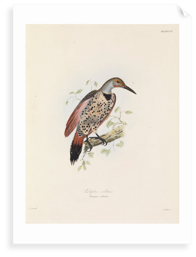 Red-shafted Flicker by John Christian Zeitter