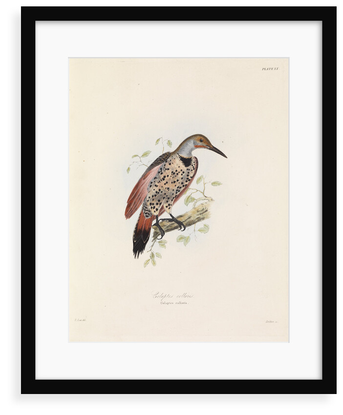 Red-shafted Flicker by John Christian Zeitter