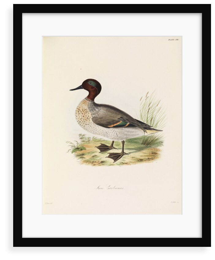 Green-winged Teal by John Christian Zeitter
