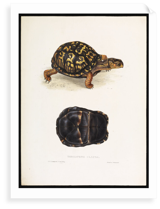 North American Box Turtle by J D C Sowerby