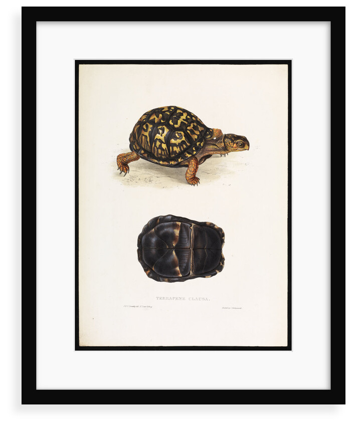 North American Box Turtle by J D C Sowerby