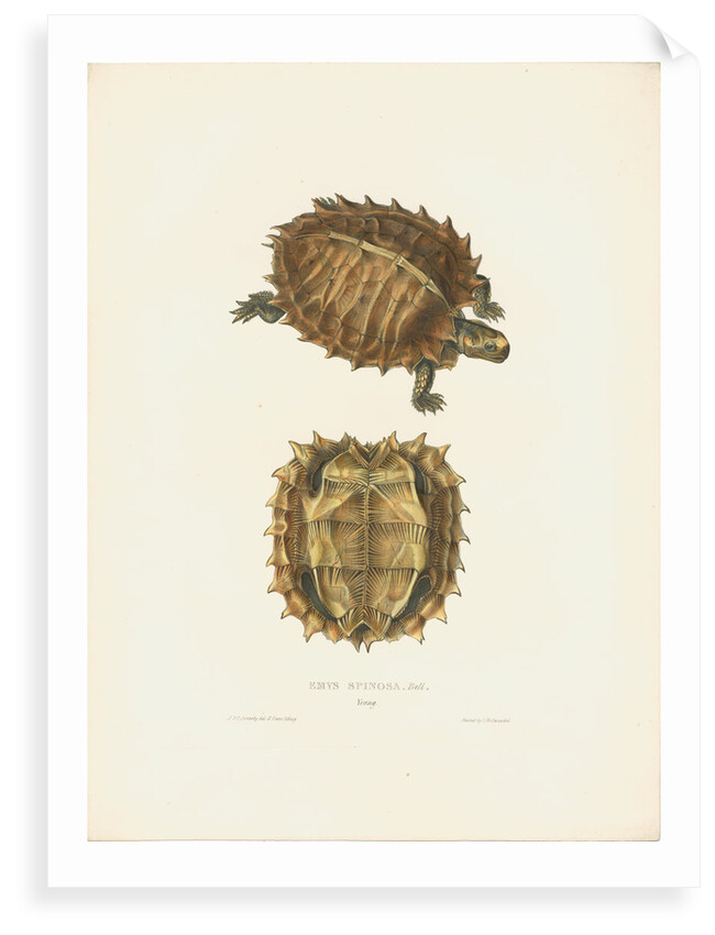 Spiny Turtle by J D C Sowerby