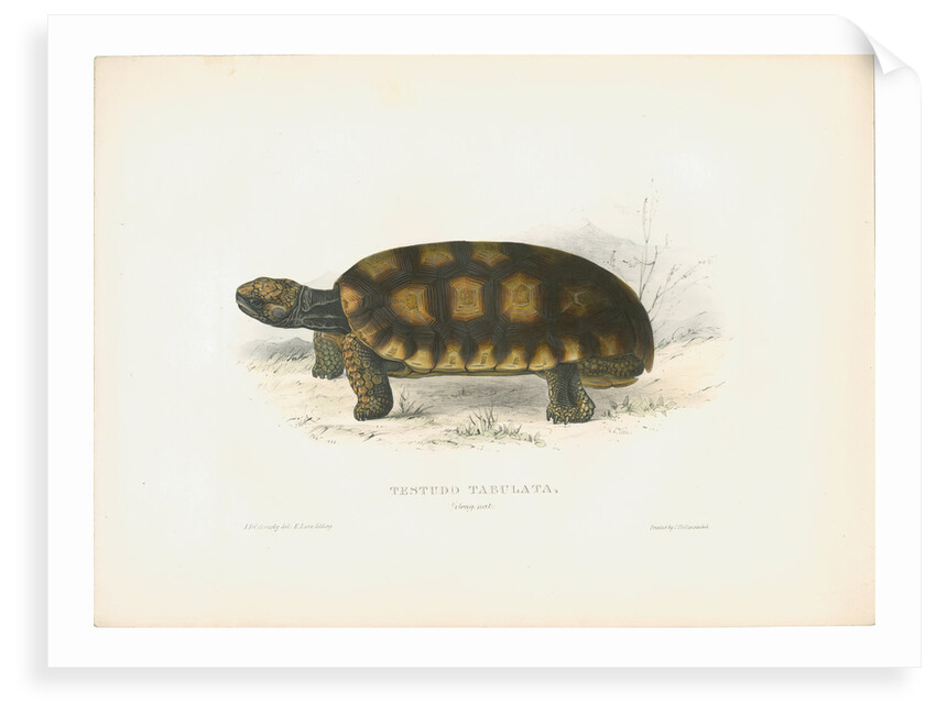 South American Tortoise by J D C Sowerby