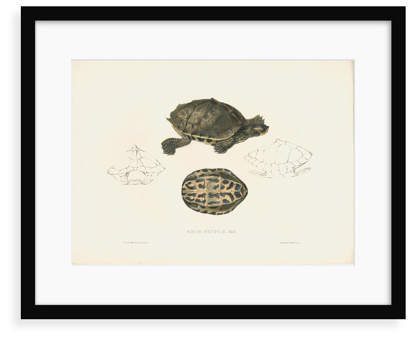 Indian Roofed Turtle by J D C Sowerby