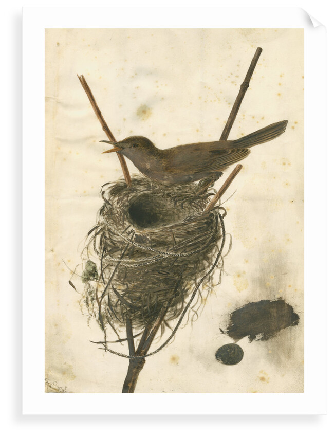 Great Reed Warbler and its nest by Anonymous